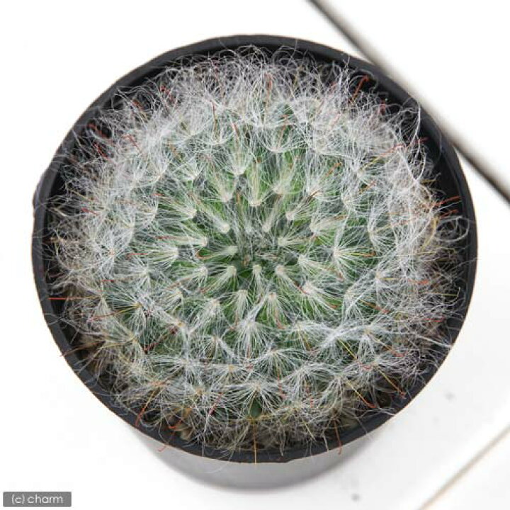 楽天市場 観葉植物 サボテン 高砂 ２号 １ポット Charm 楽天市場店