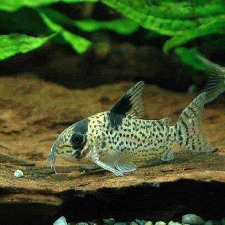 楽天市場】（熱帯魚）コリドラス・パンク（ワイルド）（3匹） 北海道 