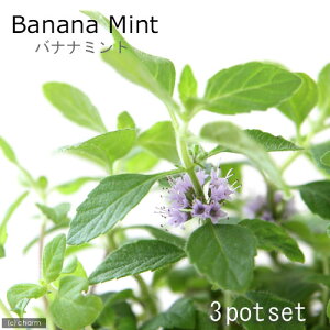 iϗtAjn[uc@~g@oii~g@3i3|bgj@ƒ؉