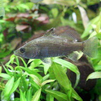 楽天市場】バラマンディ（観賞魚｜熱帯魚・アクアリウム）：ペット 