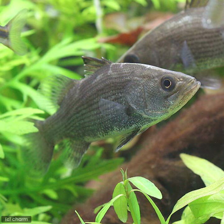 楽天市場】（熱帯魚）オーストラリアン・シーパーチ（バラマンディ 