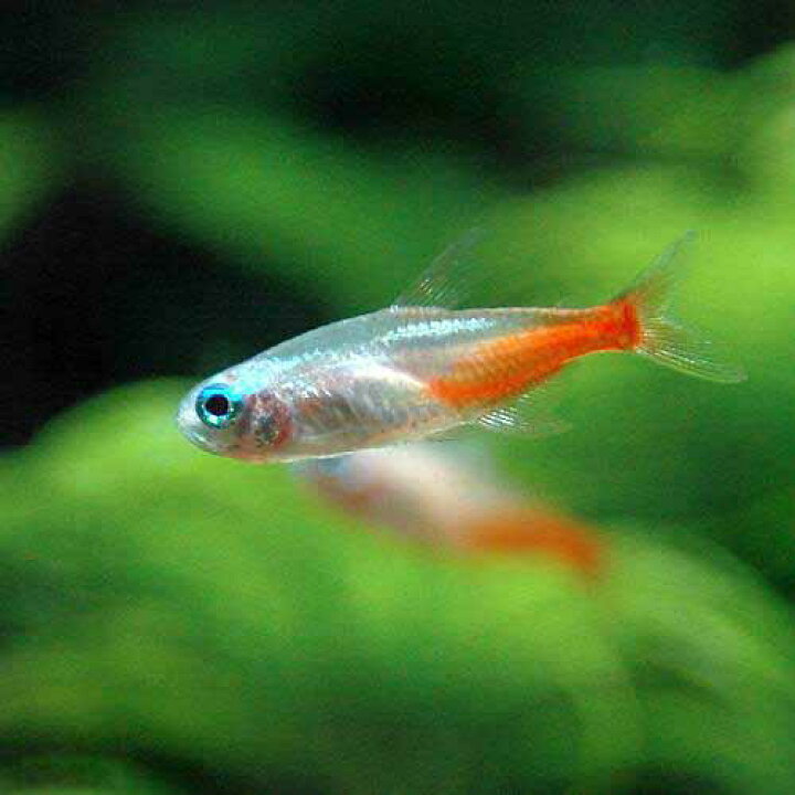 新しく着き ブルーアイ 沖縄航空便要保温 九州 10匹 熱帯魚 ラスボラ 北海道 観賞 新しく着き ブルーアイ 沖縄航空便要保温 九州 10匹 熱帯魚 ラスボラ 北海道 観賞