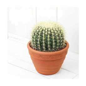 楽天市場 金鯱 サボテン 花の通販