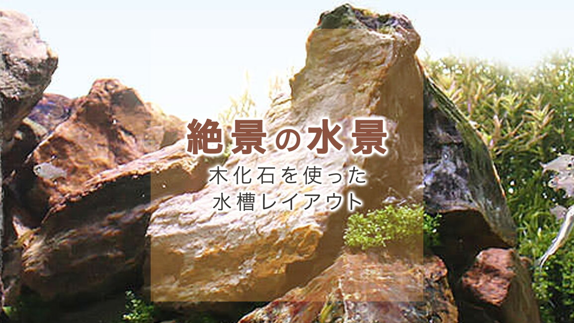 楽天市場 | charm 楽天市場店 - 絶壁の水景 木化石を使ったレイアウト