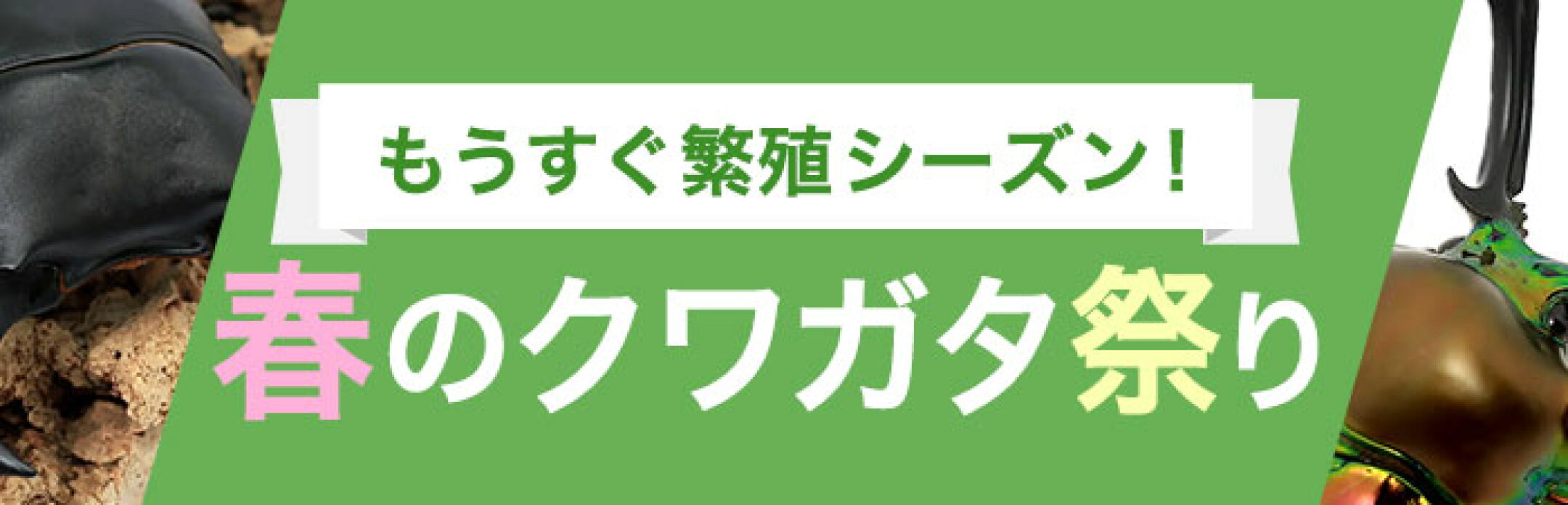 昆虫フェス