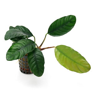 ijAkrAX@R[q[tHAiANAt[jitji1|bgj@kCEBq֗vۉ