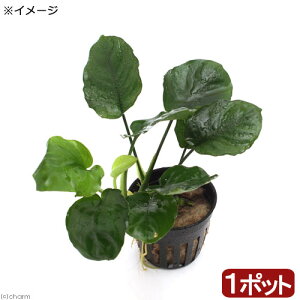 ijAkrAX@oe[@Eh[ti1|bgj