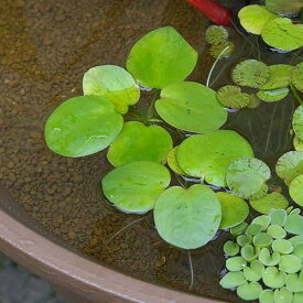 （浮草）アマゾンフロッグビット（無農薬）（5株）