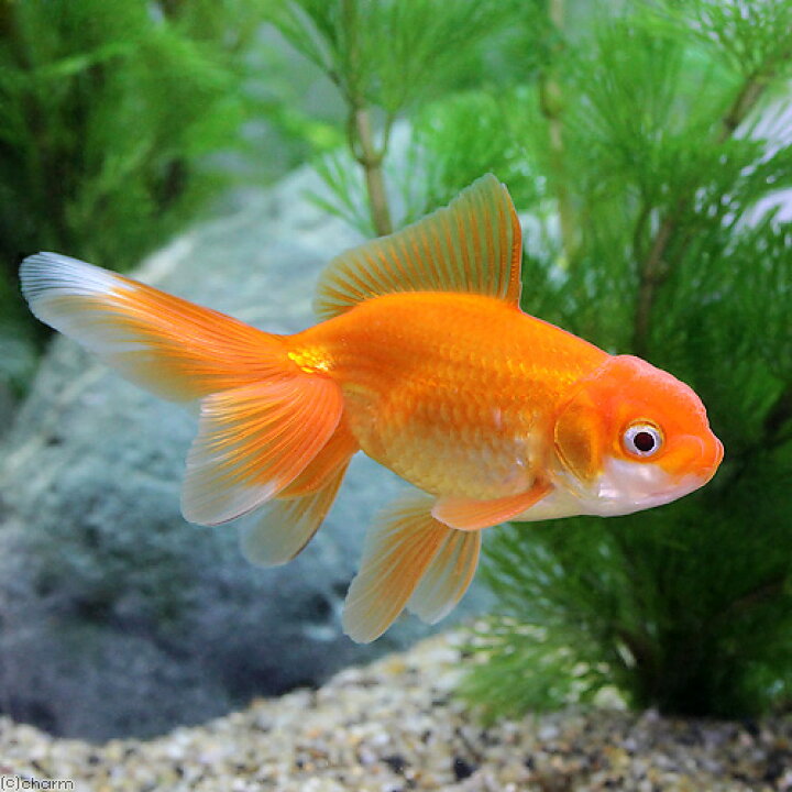 楽天市場】（国産金魚）日本オランダ獅子頭 素赤〜更紗（1匹 