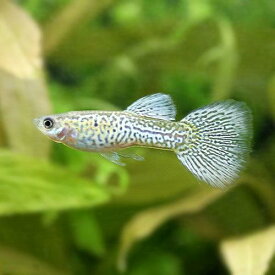 （熱帯魚）シルバーブルーレースコブラ・グッピー（国産グッピー）（1ペア）　北海道・九州航空便要保温