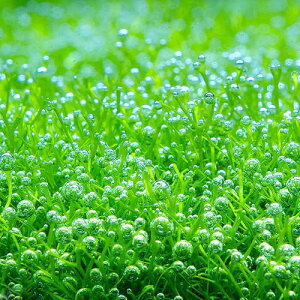 ijVAitji_ji1pbNj@kCEBq֗vۉ