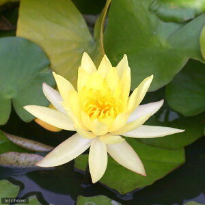 irIg[vj@@ѐ@iXCjij@LVJ[i@mexicana@i1|bgj퐇@ixԁj