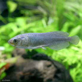 （熱帯魚）ヘテロティス（1匹）　北海道航空便要保温