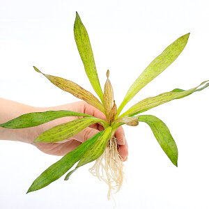 (水草)エキノドルス ジャガー(水中葉)(無農薬)(1株)