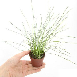 ijGIJX@NVOAitji_ji1|bgj