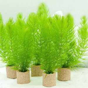 (水草)ライフマルチ(茶)マツモ ミニ(無農薬)(3個)メダカ 金魚 水質浄化 産卵床