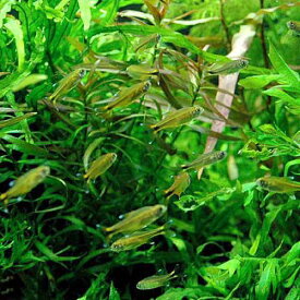 （熱帯魚）シルバーチップ・テトラ（5匹）　北海道・九州航空便要保温