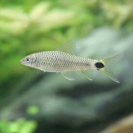 （熱帯魚）シルバー・フライングフォックス（3匹）　北海道・九州航空便要保温