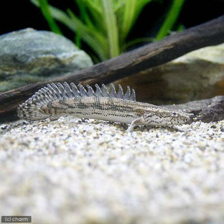 楽天市場】（熱帯魚）ポリプテルス・ビキール・ラプラディ 