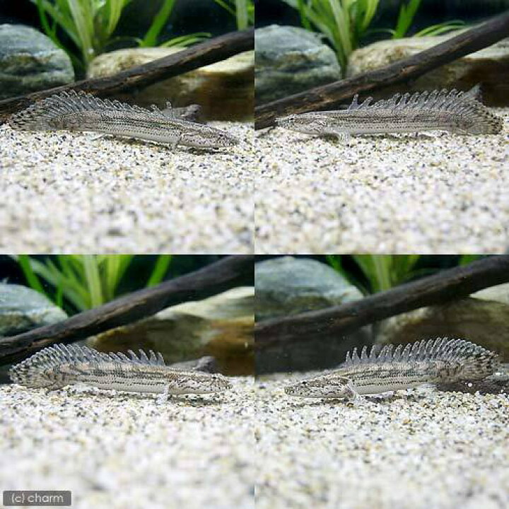 楽天市場】（熱帯魚）ポリプテルス・ビキール・ラプラディ 