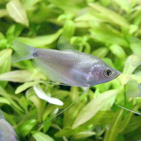 （熱帯魚）シルバー・グラミー（1匹）　北海道・九州航空便要保温