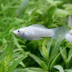 （熱帯魚）シルバー・モーリー（4匹）　北海道・九州航空便要保温