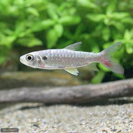 （熱帯魚）イエローピンクテール・カラシン（1匹）　北海道航空便要保温
