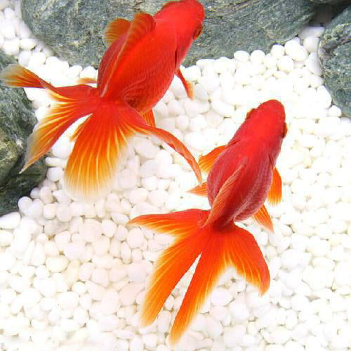 楽天市場】（国産金魚）飯田琉金（3匹） : charm 3980 楽天市場店