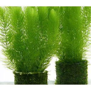 ijnjJVF^[@}c@DXi_ji1j