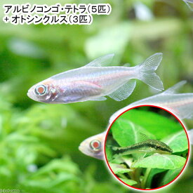 （熱帯魚）アルビノコンゴテトラ（5匹）　＋　オトシンクルス（3匹）　北海道・九州航空便要保温
