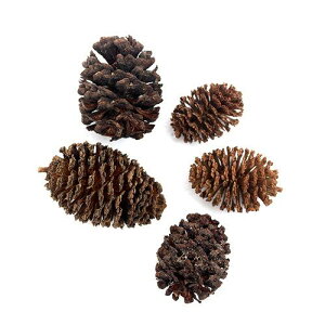 ₵Ԃ̎@50@x^@r[Vv@֓