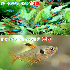 （熱帯魚）カージナルテトラ（ワイルド）（10匹）　＋　レッドファントム・テトラ（6匹）　北海道・九州航空便要保温