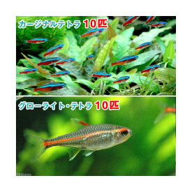 （熱帯魚）カージナルテトラ（ワイルド）（10匹）　＋　グローライト・テトラ（10匹）　北海道・九州航空便要保温