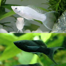 （熱帯魚）ライヤーテール2種セット　ブラック＋シルバー（各種2匹）　北海道・九州航空便要保温