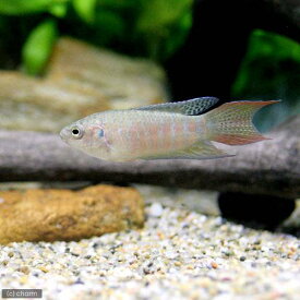 （熱帯魚）パラダイスフィッシュ（タイワンキンギョ）（1匹）　北海道航空便要保温