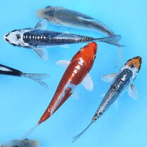 楽天市場】錦鯉（観賞魚｜熱帯魚・アクアリウム）：ペット・ペット 