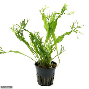 ij~N\E@EFfBtigsJ|bgji_ji1|bgj