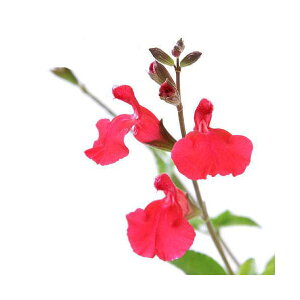 iϗtAjn[uc@Z[W@`F[Z[W@3i1|bgj@ƒ؉