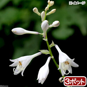 iR쑐jM{EVi[j@IIoM{EVit[AECj@3i3|bgZbgjixԁj