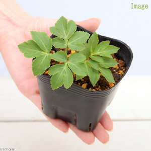 iR쑐jn}{EtE@2D5`3i1|bgj@ƒ؉ixԁj