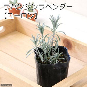 iϗtAjn[uc@x_[@oW@[@3i1|bgj@ƒ؉