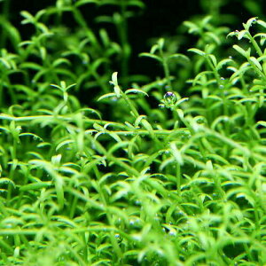 ijCfBA@NXXitji_ji5{j