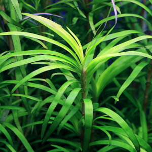 ijGCNzjAspD[C}i_ji1{j