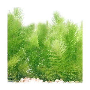 (水草)国産 無農薬マツモ(5本)メダカ 金魚 水質浄化 産卵床