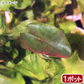 （ビオトープ）水辺植物　河骨　オグラコウホネ（巨椋河骨）（1ポット）　浮葉植物