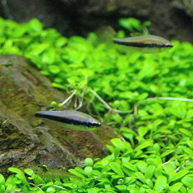 （熱帯魚）インパイクティス・ケリー（6匹）　北海道・九州航空便要保温