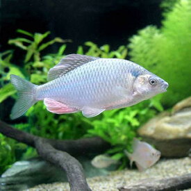 （淡水魚）カネヒラ　Mサイズ（1匹）