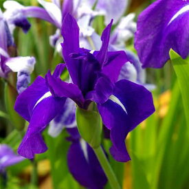 （ビオトープ）水辺植物　カキツバタ　羅生門（ラショウモン）紫花（1ポット）