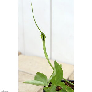 iR쑐jJXrVNiā@Gہj@3i1|bgjixԁj