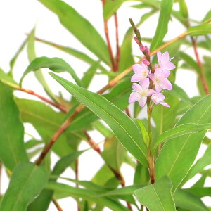 iR쑐jTN^fiji1|bgjixԁj